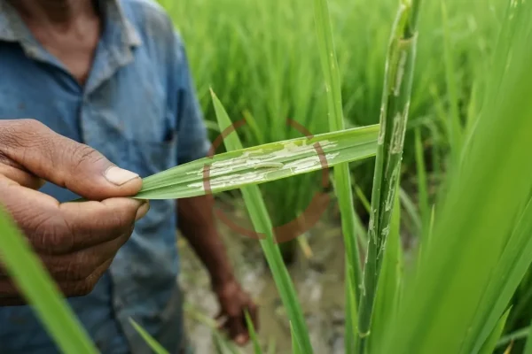 একটি ধানের পাতা লম্বালম্বি মুড়ে নল হয়ে আছে, হাত দিয়ে খুলে ধরায় ভেতরের সাদা খাওয়ার দাগ ও ছোট কীড়া দেখা যাচ্ছে।