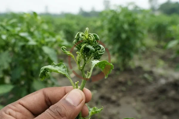 মরিচ গাছের ডগার পাতাগুলো কুঁকড়ে পুরু হয়ে ছোট গুচ্ছ তৈরি করেছে, আঙুলে ধরা; ডগার পর্ব কাছাকাছি ও গাছ খর্বাকৃতি।
